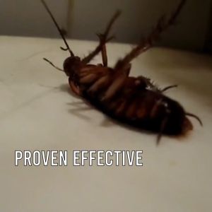 Umpan Gel Pembunuh Kecoa Racun Kecoa Ampuh Bunuh Koloni Kecoa Efektivitas Terbukti Controz Cockroach Gel