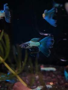 Metal Blue Lace Guppy Fish Freshwater Decorative Nano Fish