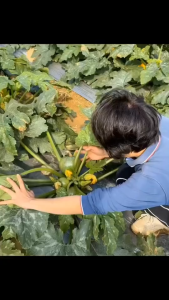 10seeds/pack Round Zucchini Seeds with high- quality vegetable seeds high germination rate-A634