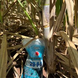 ปุ๋ยเร่งใบ เร่งลำต้น เร่งราก 29-9-9 1กิโลกรัม ละลายน้ำง่าย 100%