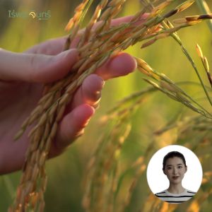 ข้าวกล้อง ไรซ์เบอร์รี่ (Riceberry) 1 กิโลกรัม ไรซ์เบอรี่ (Rice) ข้าวกล้อง, ข้าวสาร หรือข้าวไร้เบอรรี่ (Rice)