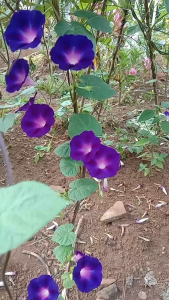 GG |  50 Benih Bunga Morning Glory Grandpa Otts