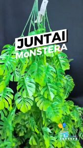 Daun Juntai Monstera: Dekorasi Taman & Interior