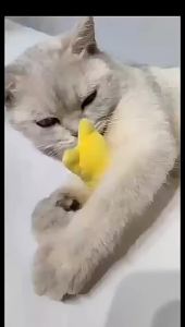 Teeth Grinding Catnip Toys Funny Interactive Plush Cat Toy Claws Thumb Bite Cat Mint Pet Kitten Chewing Toy For Cats 2026 New