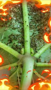 แว็กซี่วันซันบล็อค ขนาดทดลอง ปกป้องพืชจากแสงแดด ป้องกันและรักษาอาการซันเบิร์น one sun blcok