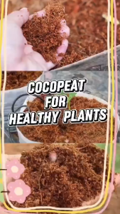2 KILO High Quality Coco Peat for Gardening in affordable price / Pets / Hydroponics slightly wet Organic Fertilizer