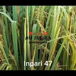 BIBIT BENIH PADI VARIETAS INPARI 47 BERAT 5 KG