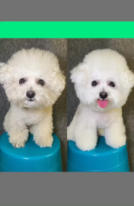 L&W Pet hair dryer dog hair blowing artifact cat bathing hair blowing and napping