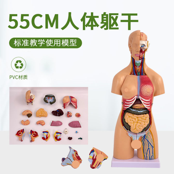 Body Model for Male Pelvic Cavity, Anatomical Model, Shooter