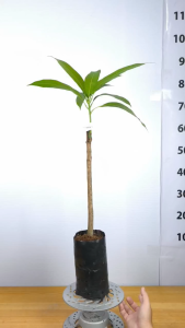 Cây Giống Xoài Tím Ngọc Vân - Trái Tím Độc Lạ - Cây Nhanh Cho Trái - Dễ Chăm - Cây Giống Vân Anh