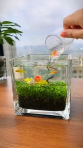 พืชไม้น้ำ เมล็ดไม้น้ำแต่งตู้ปลา บ่อปลา Water grass seeds fish tank decoration หญ้าไม้น้ำ ต้นไม้ปลูกในน้ำ พืชไม้น้ำ เลี้ยงปลา เพิ่มความงามตู้ปลา