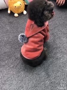 Kaus Hewan Peliharaan Kaus Kaus Kucing dan Anjing Pakaian Berkerudung Bodysuit.