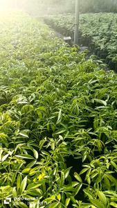 "Gói 5 "Hạt giống cây ăn trái cóc Thái Lan lùn [Seeds]