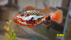 Robo Fish robotic swimming pets Fish Tank Playset by Zuru