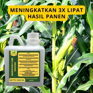 Pupuk Jagung Berkualitas: Memahami Pupuk Pelebat Jagung & Pupuk Booster Jagung