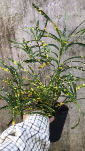 Cây Vàng Bạc Lá Nhuyễn