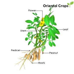 peanut mani nut seeds for planting outdoor garden plant