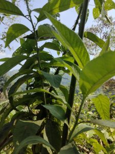 jual daun sembung segar 500 gram atau daun aprika