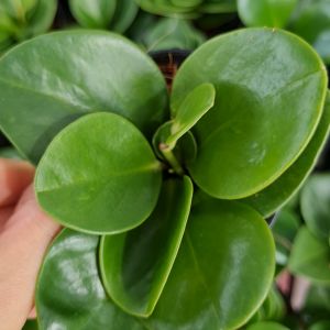 🔥โปร 2.2 🔥 [แพ๊ก 10 ต้น] เปปเปอร์หยก กระถาง 3 นิ้ว (พร้อมส่ง!!) ต้นไม้มงคล ปลูกประดับบ้าน คอนโด