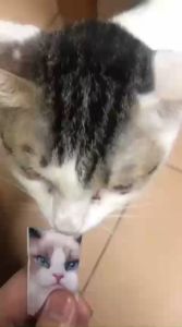 Súp thưởng cho mèo súp thưởng Peien súp thưởng cao cấp cho mèo