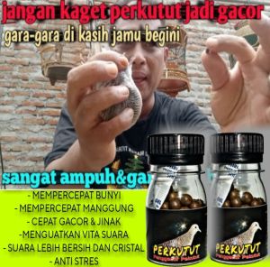 (BAYAR DITEMPAT) JAMU PERKUTUT CEPAT MANGGUNG ISI 100 BUTIR cepat bunyi anti malas bunyi apbnvitamin perkutut suplement perkutut pakan pekutut super gacor lokal obat perkutut agar cepat gacor manggung bocor apbn larasati kidaris ow 99 banyu langitan plat