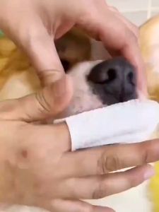 KIMHOME Pet Dental Care Finger Wipe Teeth Cleaning Cat Dog Sarung Jari untuk Gosok Gigi Cuci Mata Cuci Telinga Kucing Anjing 宠物牙科湿巾50pcs