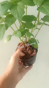 chậu rau thơm(còn gọi là húng cây húng trắng) thơm phức trưởng thành nhiều tàn nhánh -Vườn Minh Khương