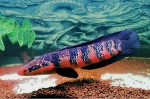 Channa red  maru/yellow maru(nextday delivery (indon)(5~10inci )