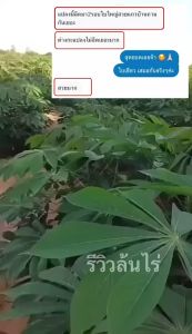 🥔🌿ล้นไร่ วิตามินสำหรับพืชทุกชนิด 1 ซองใช้ได้ 20 ไร่ ของเเท้ ส่งของทุกวัน