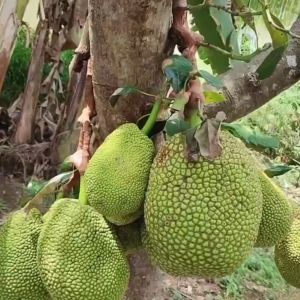 Bibit Tanaman Nangka Sayur & Okulasi Super