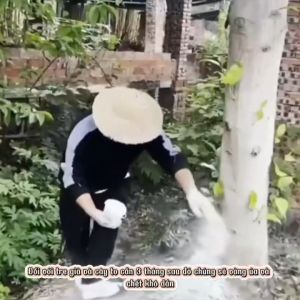 Bột diệt cây lớn loại bỏ bụi tre già diệt cỏ dại chỉ cần rắc hoặc vùi quanh gốc diệt cây to (Phiên bản mạnh mẽ)