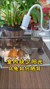 ไฟกกนก ไฟกกลูกนก หลอดไฟนก ไฟกกเต่า หลอดไฟให้ความร้อนสัตว์ สัตว์เลื้อนคลาน เต่า งู กระต่าย กระรอก หนู