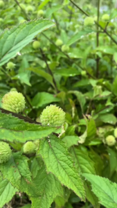 Daun Rumput Knop Segar / Daun Babakoan Segar / Rumput Knop (hyptis capitata) Herbal Alami