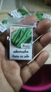 20 เมล็ด บวบเหลี่ยม เมล็ดบวบเหลี่ยม เมล็ดบวบ บวบ บวบคางคก บวบเหลี่ยมคางคก