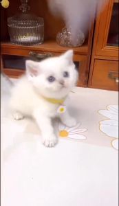 Cat Collar with Bell Necklace Dog Collar Pendant Handmade Pet Collar Tie