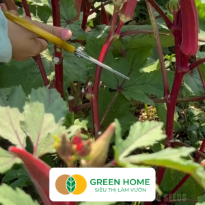 Hạt Giống Đậu Bắp Đỏ GreenHome Gói 5g~100 hạt Dễ Trồng Quanh Năm Nảy Mầm Cao Thu Hoạch Nhanh T34