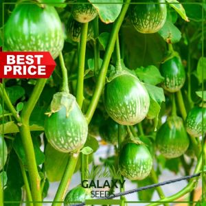 "GalaxySeeds" Thai Green Eggplant Seeds for Planting Vegetable Plants (20 Seed) Including fertilizer - Ilocos Hybrid