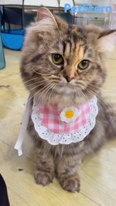 ผ้าพันคอผ้าคลุม ลายการ์ตูนน่ารัก ผ้าขนหนู ทรงสามเหลี่ยม เป็นสิ่งที่น่าสนใจสำหรับคุณและสัตว์เลี้ยงคุณหลุ่ม