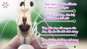 Nano Thảo Dược Gan Vietnam Tech Tăng cường giải độc cho gan tăng sức đề kháng tăng khả năng hấp thụ dinh dưỡng cho tôm cá thủy sản 1000ml