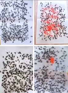 10/30/50PCS High Quality Fly Trap Sticky Board Traps Fruit Flies Kitchen Flies Pest Control Fly Flies Trap Catcher Bugs Insects Catcher Board