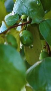 🍏 พุทรา ต้นพุทราที่ให้ผลผลิตสูง ปลูกและดูแลง่าย ผลไม้มีกลิ่นแอปเปิ้ลและมะกอก 🍎 [ต้นที่ทาบกิ่ง สูง 60-80ซม.]