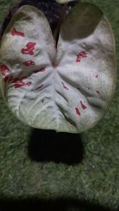 บอนสี จังหวัดนครพนม ไม้หน่อ