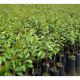 Shop cây giống Xuân Hồng HCM