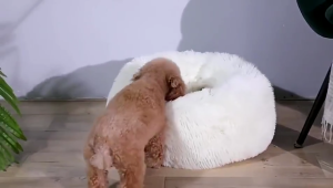 Dog Bed Pet Bed dog sleeping bed Warm Soft bed pet beds washable bed for dog