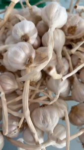 TỎI KHÔ LÝ SƠN BỊCH LƯỚI SUNI GARDEN - CAM KẾT TỎI CHUẨN LÝ SƠN 100%