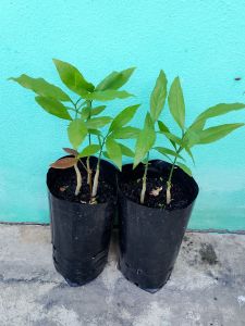 ผักหวานป่า ยอดสีทอง ชุด 2 ถุง