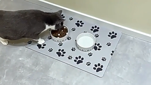 Pet Feeding Mat-Absorbent Pet Placemat for Food and Water Bowl with Waterproof Rubber Backing Quick Dry Water Mat for Dog Cat