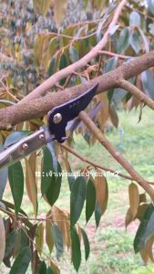 กรรไกรตัดกิ่ง กรรไกรตัดกิ่งไม้สูง กรรไกรตัดกิ่งไม้ด้ามยาว กรรไกรตัดต้นไม้ คมมาก ตัดง่าย เบาแรง กรรไกรตัดกิ่งไม้ 1.5เมตร กรรไกรตัดกิ่งไม้ ตัดแต่งกิ่ง