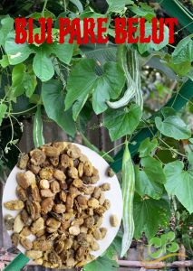 Benih pare belut isi (40 biji)