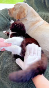 [SG Stock] Disposable pet glove wet wipes for cleaning gloves suitable for cats and dogs no rinsing required.宠物湿巾手套